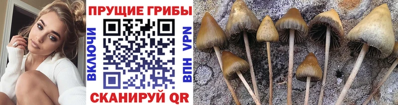 Псилоцибиновые грибы мухоморы  маркетплейс формула  Кисловодск  hydra рабочий сайт 